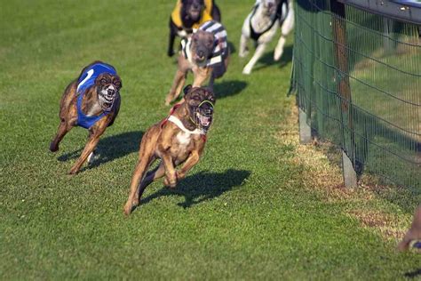 youghal greyhound results today